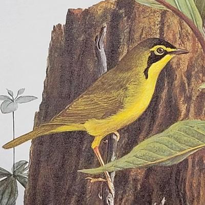 Signed Ray Harm 'Kentucky Warbler' Lithograph
