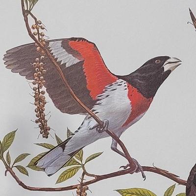Signed Ray Harm 'Rose-breasted Grosbeak' Lithograph