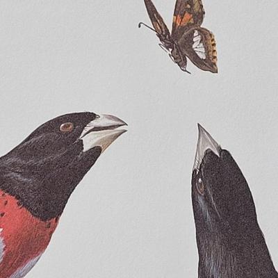 Signed Ray Harm 'Rose-breasted Grosbeak' Lithograph