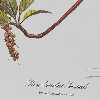 Signed Ray Harm 'Rose-breasted Grosbeak' Lithograph