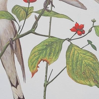 Signed Ray Harm 'Yellow-billed Cuckoo' Lithograph