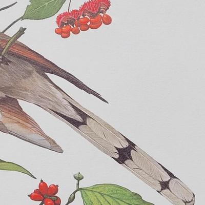 Signed Ray Harm 'Yellow-billed Cuckoo' Lithograph