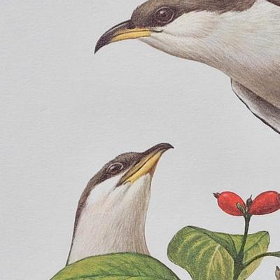Signed Ray Harm 'Yellow-billed Cuckoo' Lithograph