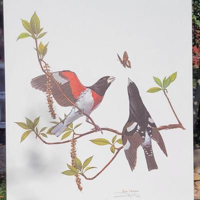 Signed Ray Harm 'Yellow-billed Cuckoo' Lithograph