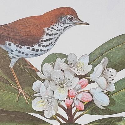 Signed Ray Harm 'Wood Thrush' Lithograph