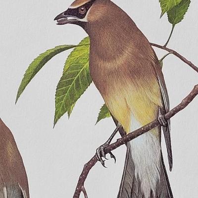 Signed Ray Harm 'Cedar Waxwing' Lithograph