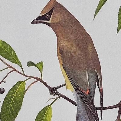 Signed Ray Harm 'Cedar Waxwing' Lithograph