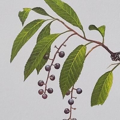 Signed Ray Harm 'Cedar Waxwing' Lithograph