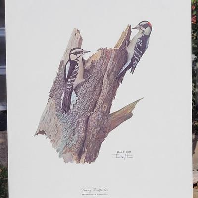 Signed Ray Harm 'Downy Woodpecker' Lithograph