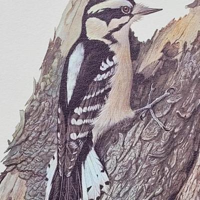 Signed Ray Harm 'Downy Woodpecker' Lithograph