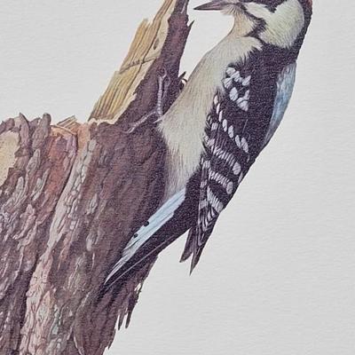 Signed Ray Harm 'Downy Woodpecker' Lithograph