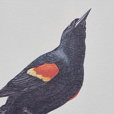 Signed Ray Harm 'Red-Winged Blackbird' Lithograph