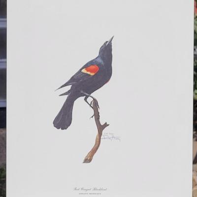 Signed Ray Harm 'Red-Winged Blackbird' Lithograph