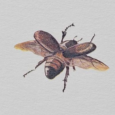 Signed Ray Harm 'Kestrel' Lithograph