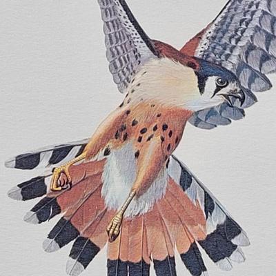 Signed Ray Harm 'Kestrel' Lithograph