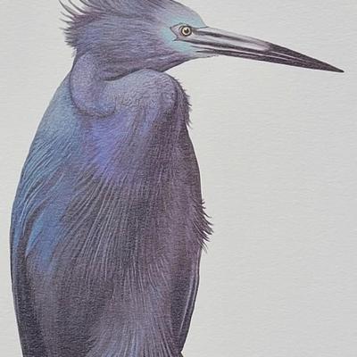 Signed Ray Harm 'Little Blue Heron' Lithograph