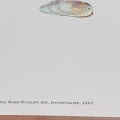 Signed Ray Harm 'Little Blue Heron' Lithograph