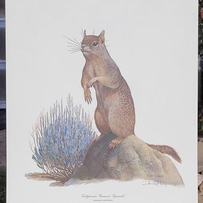 Signed Ray Harm 'California Ground Squirrel' Lithograph