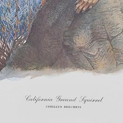 Signed Ray Harm 'California Ground Squirrel' Lithograph