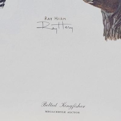 Signed Ray Harm  'Belted Kingfisher' Lithograph