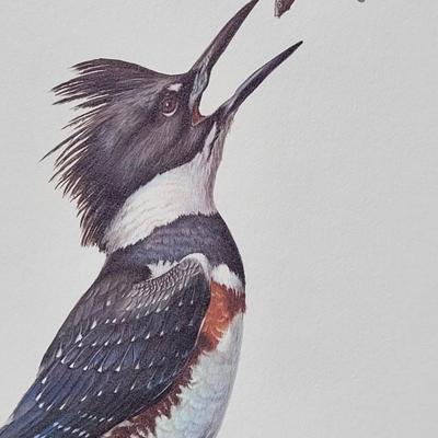 Signed Ray Harm  'Belted Kingfisher' Lithograph