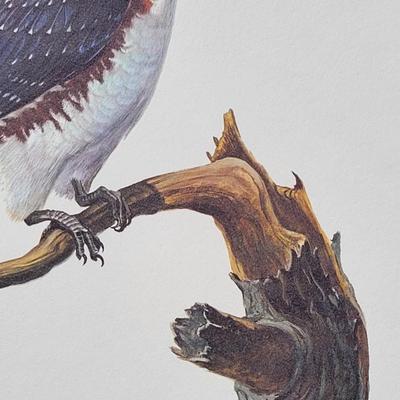 Signed Ray Harm  'Belted Kingfisher' Lithograph