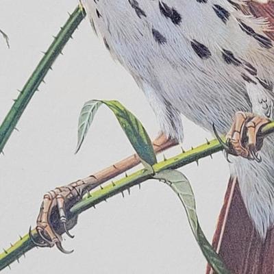 Signed Ray Harm 'Brown Thrasher' Lithograph