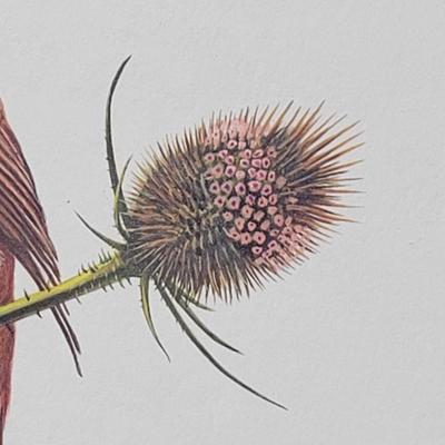 Signed Ray Harm 'Brown Thrasher' Lithograph