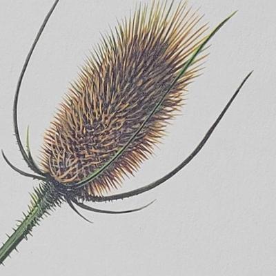 Signed Ray Harm 'Brown Thrasher' Lithograph