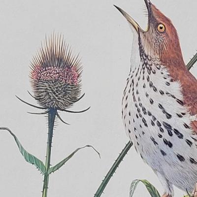 Signed Ray Harm 'Brown Thrasher' Lithograph