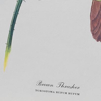 Signed Ray Harm 'Brown Thrasher' Lithograph