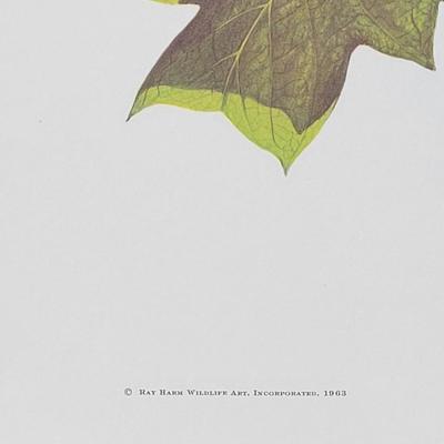 Signed Ray Harm 'House Wren' Lithograph