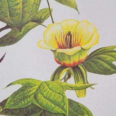 Signed Ray Harm 'House Wren' Lithograph