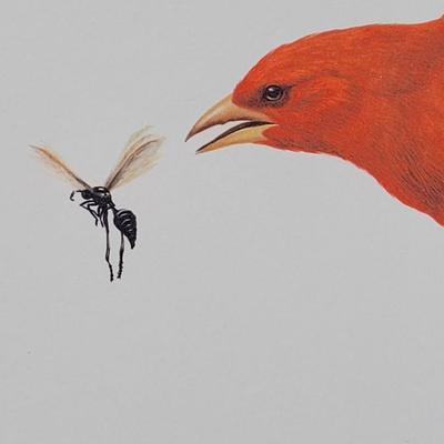 Signed Ray Harm 'Summer Tanager' Lithograph