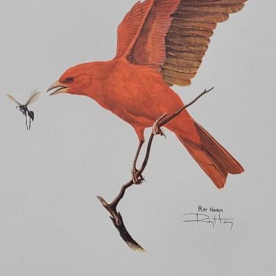 Signed Ray Harm 'Summer Tanager' Lithograph