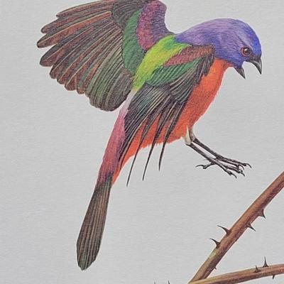 Signed Ray Harm 'Painted Bunting' Lithograph