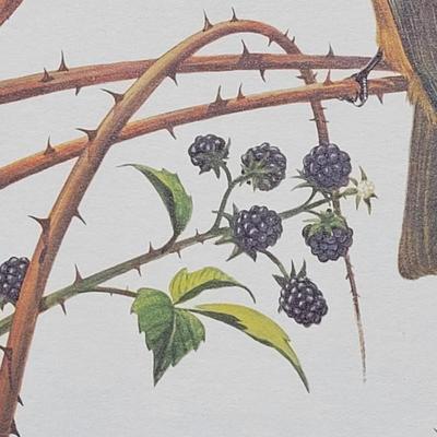 Signed Ray Harm 'Painted Bunting' Lithograph