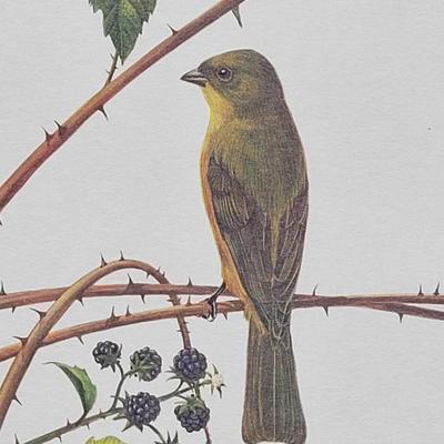 Signed Ray Harm 'Painted Bunting' Lithograph