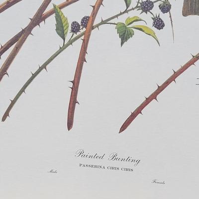Signed Ray Harm 'Painted Bunting' Lithograph