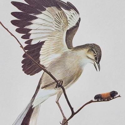 Signed Ray Harm 'Mockingbird' Lithograph