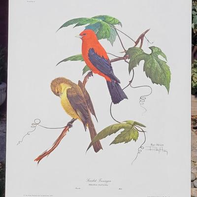 Signed Ray Harm 'Scarlet Tanager' Lithograph