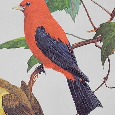Signed Ray Harm 'Scarlet Tanager' Lithograph