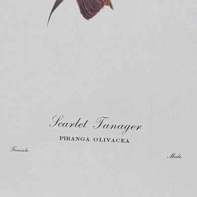 Signed Ray Harm 'Scarlet Tanager' Lithograph
