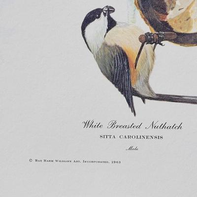 Signed Ray Harm 'White Breasted Nuthatch, Tufted Titmouse, Carolina Chickadee' Lithograph