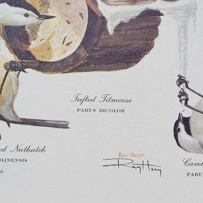 Signed Ray Harm 'White Breasted Nuthatch, Tufted Titmouse, Carolina Chickadee' Lithograph