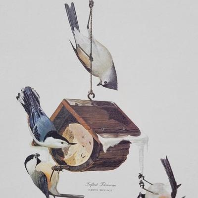 Signed Ray Harm 'White Breasted Nuthatch, Tufted Titmouse, Carolina Chickadee' Lithograph