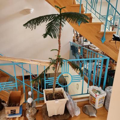 Live Norfolk Island Pine Tree in Planter