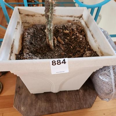 Live Norfolk Island Pine Tree in Planter