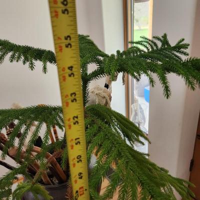 2 Live Norfolk Island Pine Trees in Planters