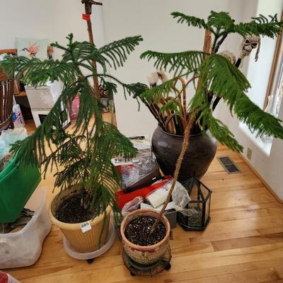 2 Live Norfolk Island Pine Trees in Planters